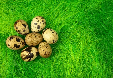Seven natural quail eggs on green grass, interesting Easter decoration.Close,horizontal view.の写真素材