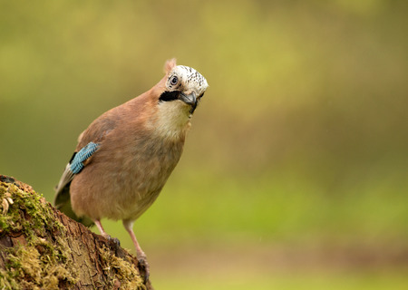 Jay (Garrulus glandarius) sitting on a crumbling and mossy tree trunk, poland in early spring in...