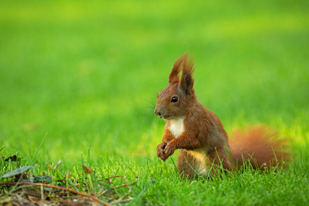 Red Squirrel (Sciurus vulgaris) sitting on the grass and eats sunflower seeds. The view from the left side. Spring in Poland, May. Horizontal view.の写真素材