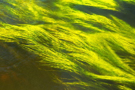 Photo of green grass beneath the surface of the river, downstream discussed as an abstract, blurred...