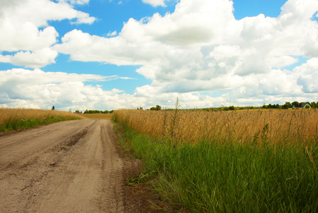 Summer landscape of dirt road among fields and fields in Poland,pomerania,under blue sky with blue clouds. Horizontal view.の写真素材