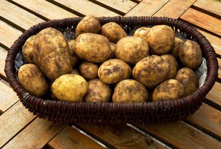 Wicker basket full of freshly dug potatoes standing on a table with wooden planks. Poland, september. Close, horizontal view.の写真素材