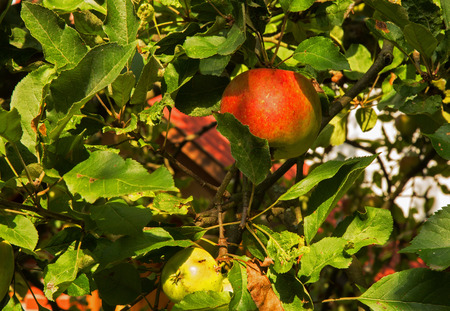 Close-up branch of apple with two apples, red and green among green leaves in the summer in Poland. horizontal viewの写真素材