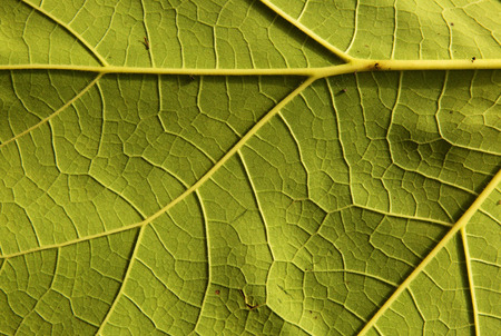 Photo fresh green leaf with clearly visible veined nerve , and slightly undulating surface, very...