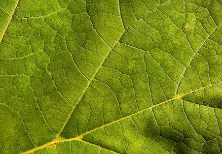 Photo fresh green leaf with clearly visible veined nerve , and slightly undulating surface, very...