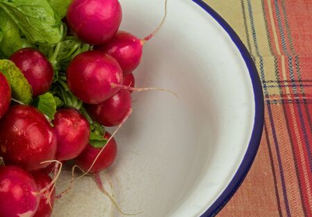 A bunch of fresh, raw radishes in an old, scratched white metal bowl standing on a table covered...