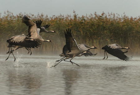 A group of six cranes (Grus grus) running through the water and kicking to fly Autumn, foggy morning in the Bory Tucholskie National Park in Polandの写真素材