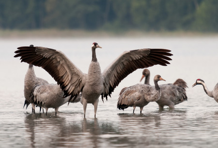 The male crane (Grus grus) in the attitude of combat with widely spread wings standing in shallow water. Autumn collection of cranes in the Bory Tucholskie National Park in Poland.の写真素材