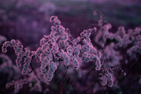Dry autumn grass in the meadow, in warm purple tones. Poland in November. Horizontal view.の写真素材