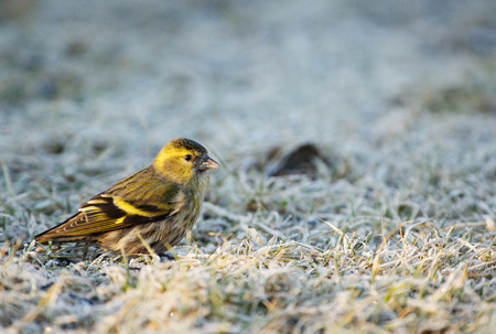 Siskin (Carduelis spinus) sits on the frosted grass in the morning and searches for seeds. Spring,...