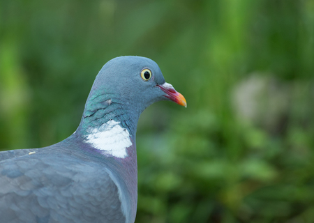 Portrait of Wood pigeon (Columba palumbus).Close view of wood pigeon , sunny morning in juneの写真素材