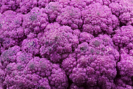 Closeup photo of purple cauliflower with clearly visible details, interesting, abstract background. Horizontal view.の写真素材