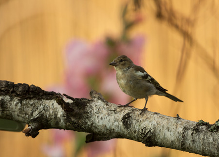 Young Chaffinch (Fringilla coelebs) sits on a branch in a beautiful morning light, against a background of flowers and a dry reed. Poland in July, horizontal viewの写真素材