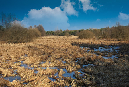 Swamps and bogs in a beautiful sunny February day, blue sky with white clouds.Poland.Horizontal view.の写真素材