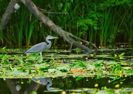 Gray heron (Ardea cinerea) wading in the shallow water of the lake, looking for fish.Poland in summer.Horizontal view.の写真素材