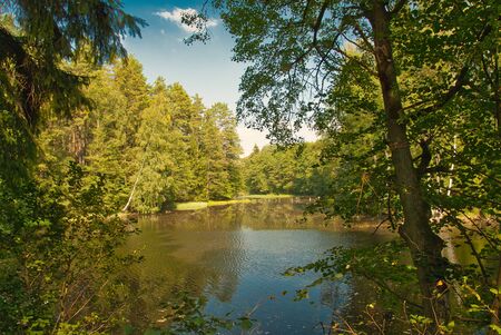 Mid-forest lake with banks overgrown with trees under a blue sky with white clouds. Poland in summerの写真素材