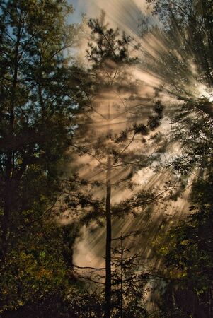 Sun rays shine through the mist shrouded in the treetops in the forest. A beautiful summer day in...