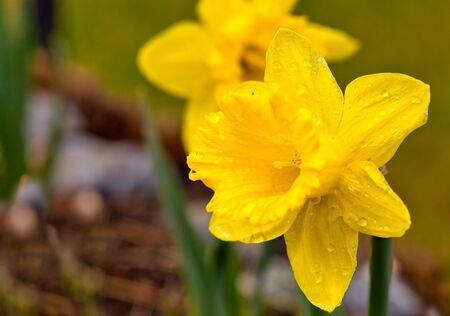 Beautiful, yellow daffodil flower ((Narcissus jonquilla), grows in the garden, with visible droplets of morning dew. Spring in Polandの写真素材