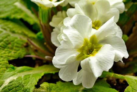 Close-up of a white Petunia (Petunia juss) flower growing in the garden. Spring in Poland.Horizontal view.の写真素材