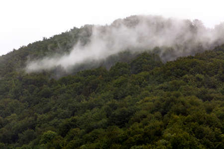 Green forest on a mountain, smoke-like white fog, morning mist floating above the dense woods,...