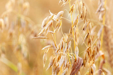 Simple oat ears, crops growing in the field, macro, fresh ripe gold oat spikelets in the sun closeup detail. Agriculture concept, farming, food industry background texture, copy space, warm colorsの写真素材