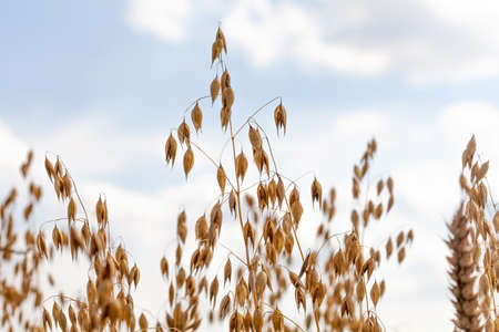 Simple fresh ripe golden oat ears on a crop field closeup, oat straws on a blue cloudy sky background. Agriculture, farm, food industry, rural area, harvest light abstract backdrop, wallpaper textureの写真素材