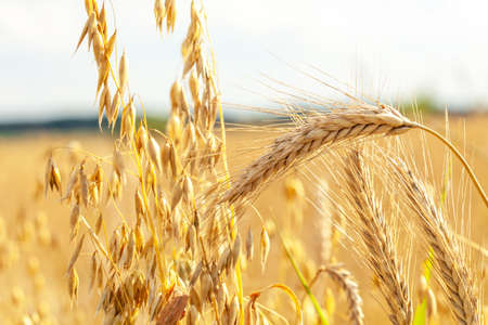 Oats and barley ears, shiny golden crops in the sun, sunlight outdoors crop field scene detail, closeup. Different types of crops backdrop, background Agriculture, earth cultivation, food industryの写真素材