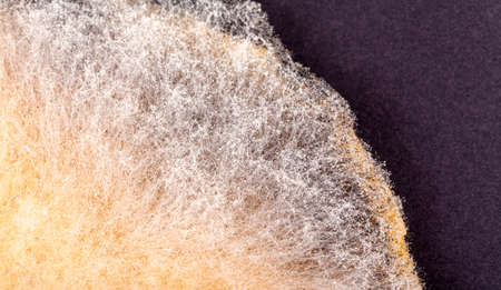 Moldy pancake surface, growing mold on food, common mould spores structure macro, extreme closeup. Mouldy food simple concept, nobody. Spoiled food products, way past expiration date, food going badの写真素材