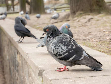 Feral pigeon, common grey city dove, birds in the city up close, urban birds group simple closeup, detail. Animals up close, city fauna concept, nobody, side view, outdoors sceneの写真素材