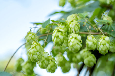 Lots of light green fresh hop flowers growing naturally outdoors in the wild, hop plant macro detail, extreme closeup, natural condition. Beer production ingredients simple concept, nobody, harvestの写真素材