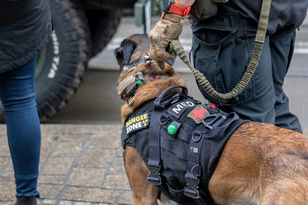 Military working dog with tactical vest and medic patch on a leash held by handler in uniform during public demonstration or urban training event, service canine for law enforcement or army operationsの写真素材