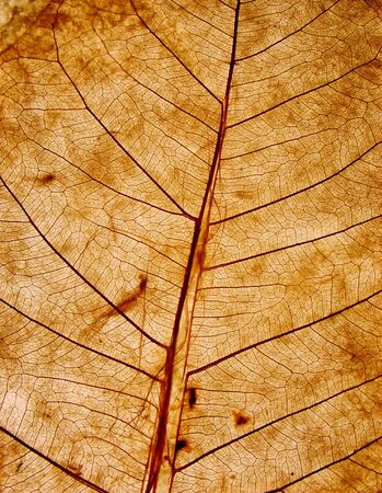 leaf textureの写真素材