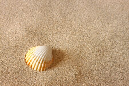 seashells on beach sand background