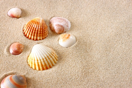 seashells on beach sand background