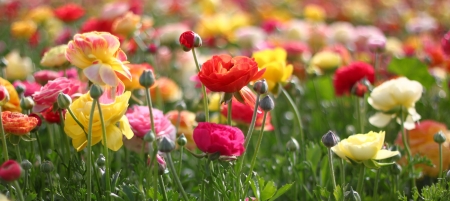 field of flowersの写真素材