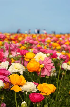 field of flowers