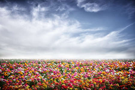 field of flowers