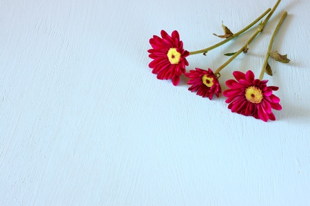 flowers on blue textured wood backgroundの写真素材