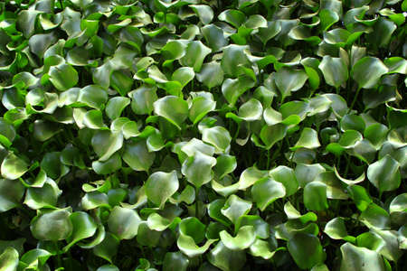 green fresh leafsの写真素材