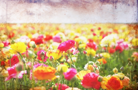 open view of flowers field with textured vintage effect の写真素材