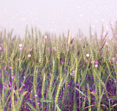 wheat field and purple bokeh lights  filtered image  の写真素材