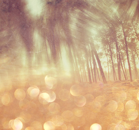 blurred abstract photo of light burst among trees and glitter bokeh lights  filtered image and textured の写真素材
