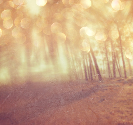 blurred abstract photo of light burst among trees and glitter bokeh lights  filtered image and textured の写真素材