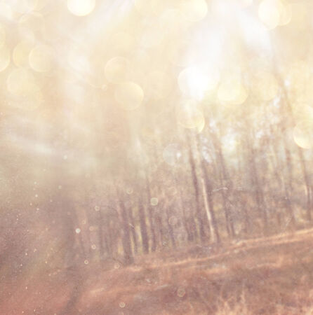 abstract photo of light burst among trees and glitter bokeh lights  image is blurred and filtered  の写真素材