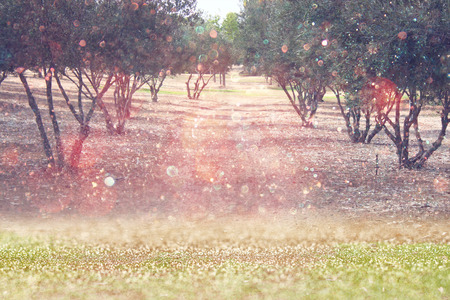 abstract photo of light burst among trees and glitter bokeh lights  filtered image and textured の写真素材