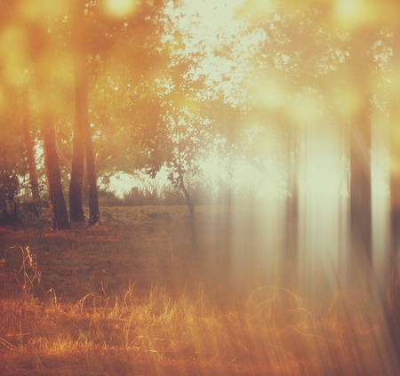 blurred abstract photo of light burst among trees and glitter bokeh lights  filtered image and textured   の写真素材