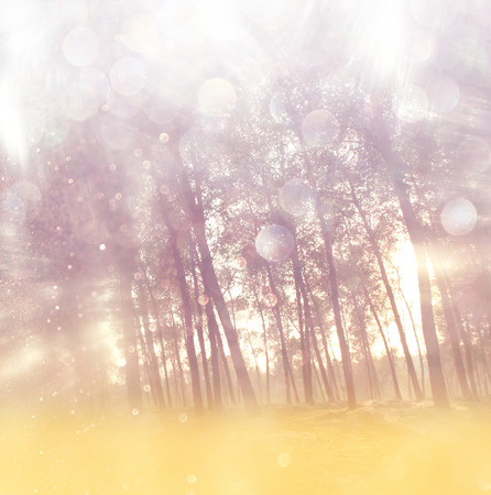 blurred abstract photo of light burst among trees and glitter bokeh lights  filtered image and textured   の写真素材