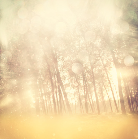 blurred abstract photo of light burst among trees and glitter bokeh lights  filtered image and textured   の写真素材