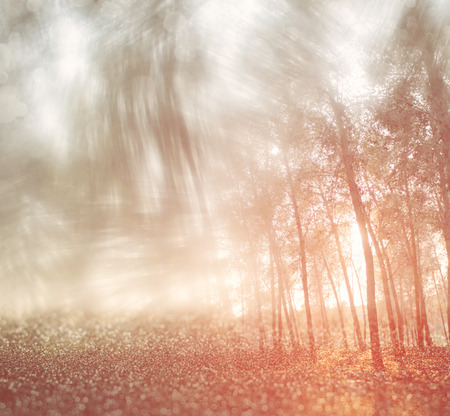 blurred abstract photo of light burst among trees and glitter bokeh lights  filtered image and textured の写真素材