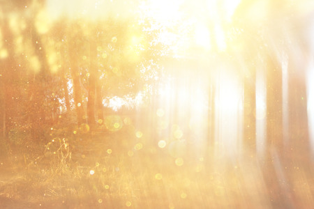 abstract photo of light burst among trees and glitter bokeh lights  filtered image and textured  image is blurred の写真素材